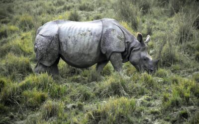 Assam Wildlife & Kaziranga National Park Tour (4 Nights | 5 Days)